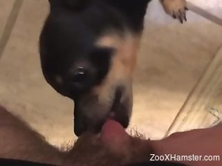 POV bestiality oral video with a very horny animal