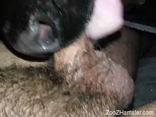 POV cock-sucking session with a good-looking beast