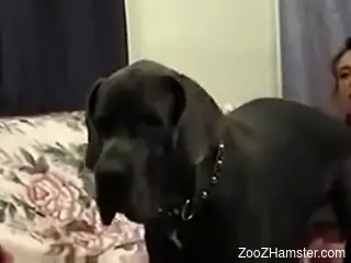 Amateur hottie sucks the dog dick until the last drop