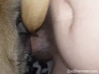 Dude using his hard penis to fuck an animal's pussy