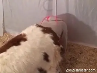 Fine ass chick enjoys massive inches of animal cock