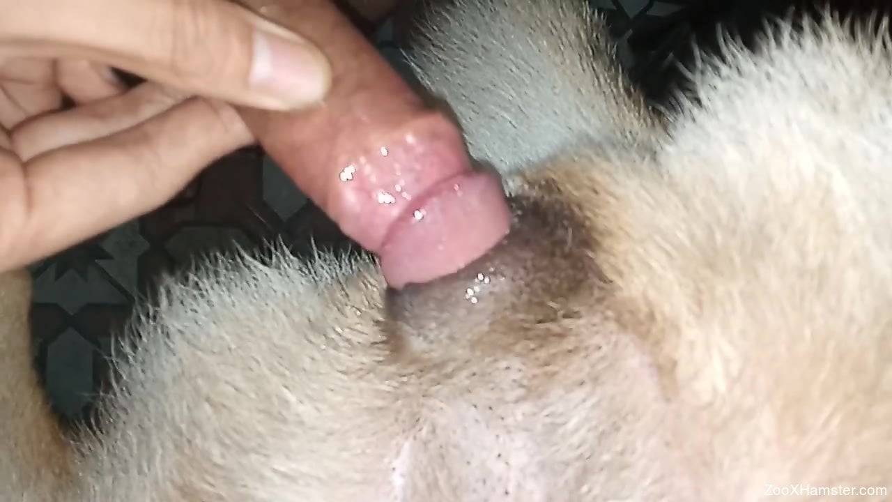 Aroused man hard fucks his furry friend on cam