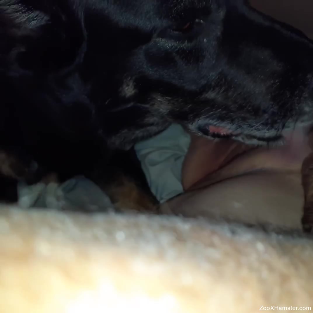 Dog licking porn