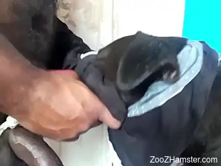 Energized man aims to hard fuck his dog while on cam