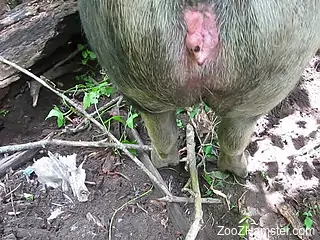 Horny man aims to deep fuck the pig in both holes