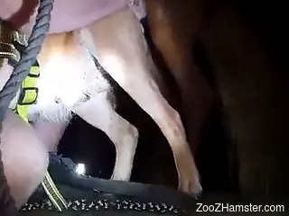 Energized scenes of home zoophilia with a bunch of animals