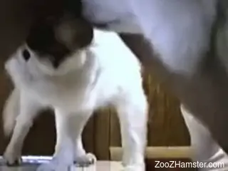 Nude man sticks his whole dick into a dog's pussy