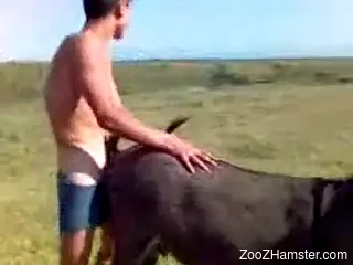 Horny man fucks a donkey in the ass then cums inside it