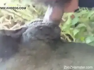 Dirty outdoor zoophilia porn with a man fucking a cow
