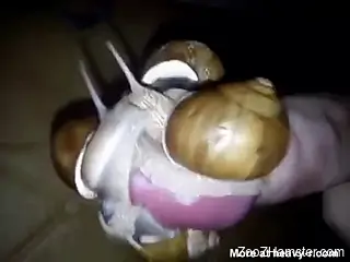 Horny man places snails on his big cock