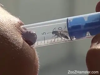 Busty woman puts bees on her hard nipples when masturbating