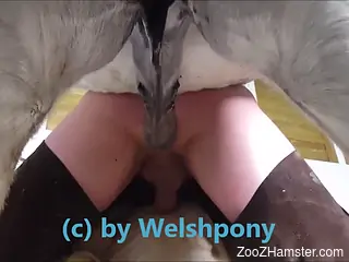 Serious anal sex with the horse for this gay man
