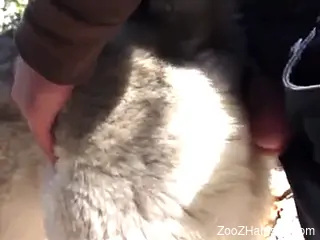 Dude gets to screw a very loose dog pussy outdoors