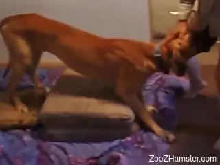 Brown doggo with a nice-looking cock fucks a hot broad