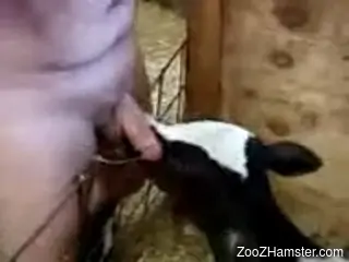 Kinky cow worships a dude's nice-looking cock