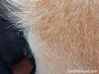 Dude banging a mare's wet hole in a POV movie