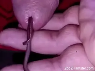 Dude inserts a worm into the penis before masturbating on cam