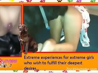 Informative porn video talking about bestiality