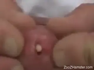 Home zoophilia leads man to insert worm into his dick