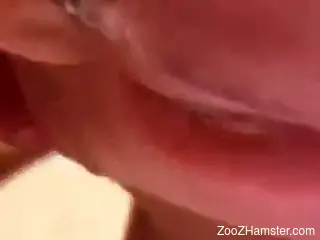 Hairy pussy lady getting fucked by a kinky dog