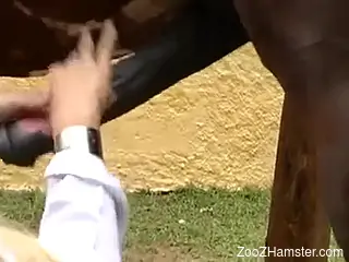 Blond-haired lady examines a horse's huge cock first