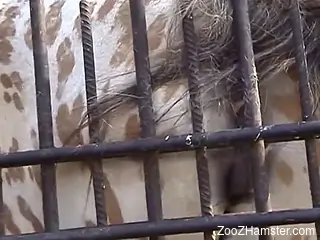 Pretty pussy animal rubs its hole against the bars
