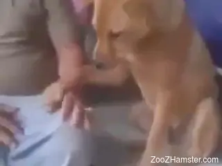 Sexy guy's sneaky handjob for a really kinky dog
