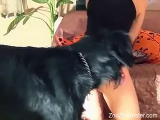 Brunette with a pretty face deepthroats a dog cock