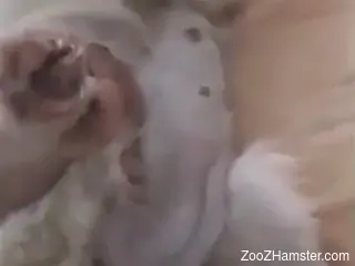 Sexy porno movie featuring a sexy doggo with a pretty face