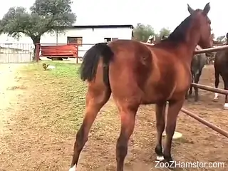 Sexy horse showing its lovely pussy in a taboo vid