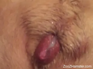 Close-up zoophile porno movie to keep you horny