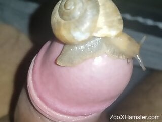 Hot snail wants to live underneath this dude's foreskin