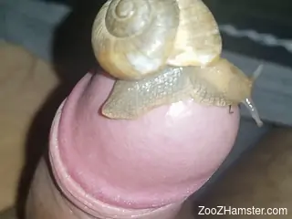 Hot snail wants to live underneath this dude's foreskin