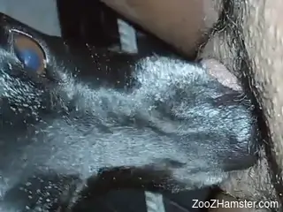 Awesome porno movie with zoophile facesitting