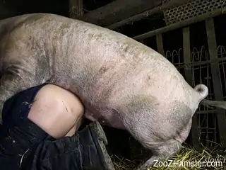 Pig fucking a lovely dude with tortured balls