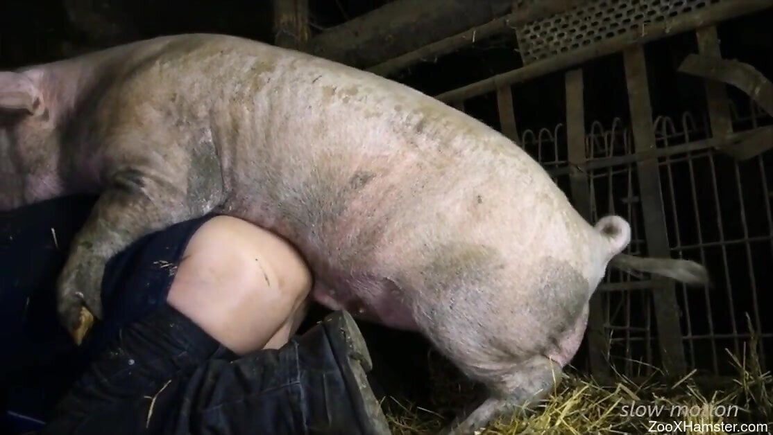 Torture With Animals Porn - Pig fucking a lovely dude with tortured balls