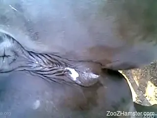 Compilation of the best zoophile fucking with men