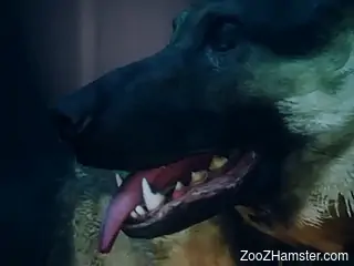 Pigtailed bitch Harley Quinn has to get fucked by dogs