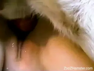 Hot babe goes on all fours to take a dog's stiff cock