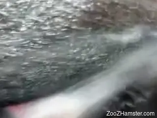 Guy puts his perfect penis inside of a mare's hole