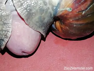 Sexy dude fucking snails in a close-up XXX video