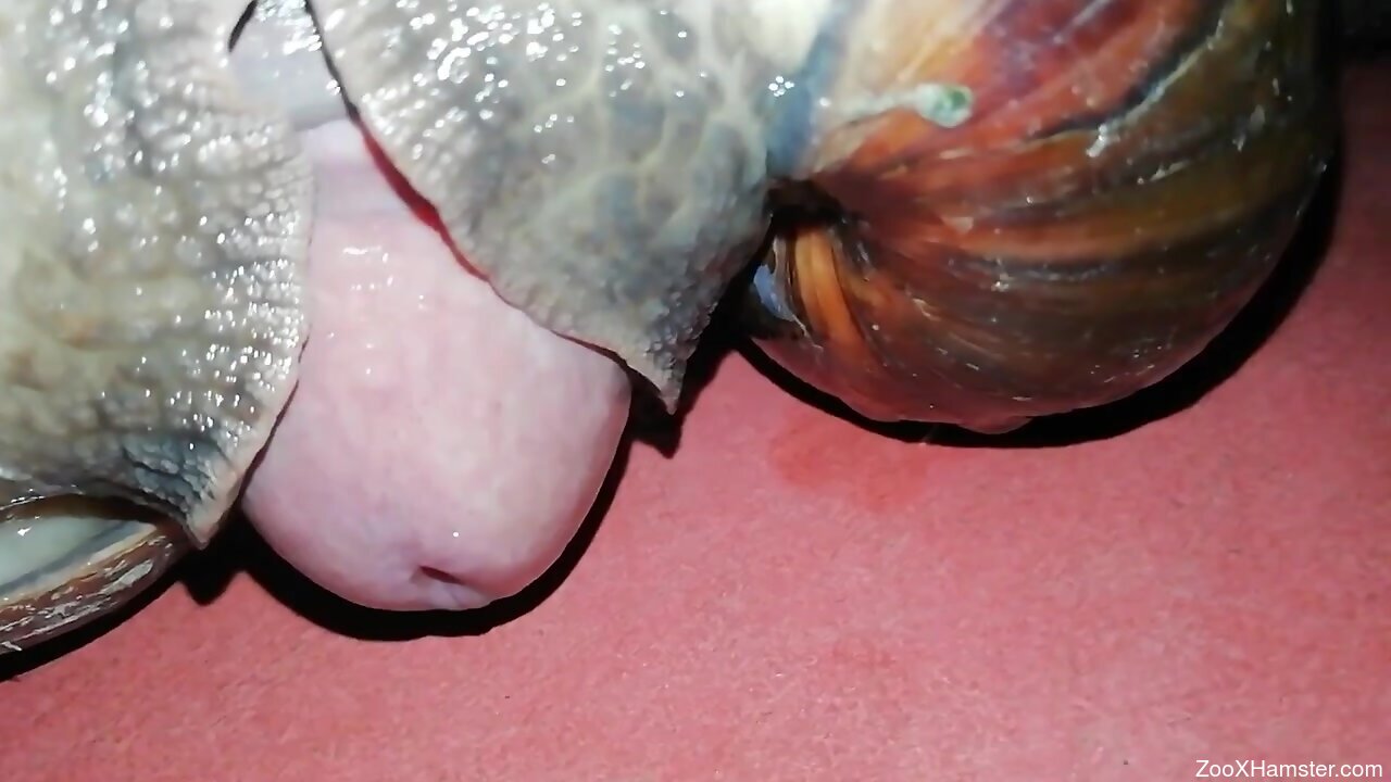 1280px x 720px - Sexy dude fucking snails in a close-up XXX video