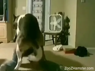 Sexy lady getting fucked on all fours by a dog