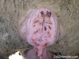 Dude cannot stop fucking that dirty animal hole
