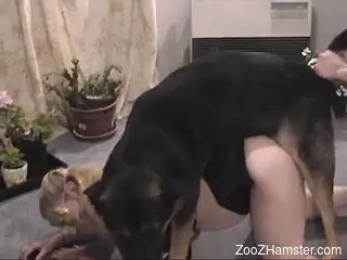 Big boobs babe getting plowed by a horny beast
