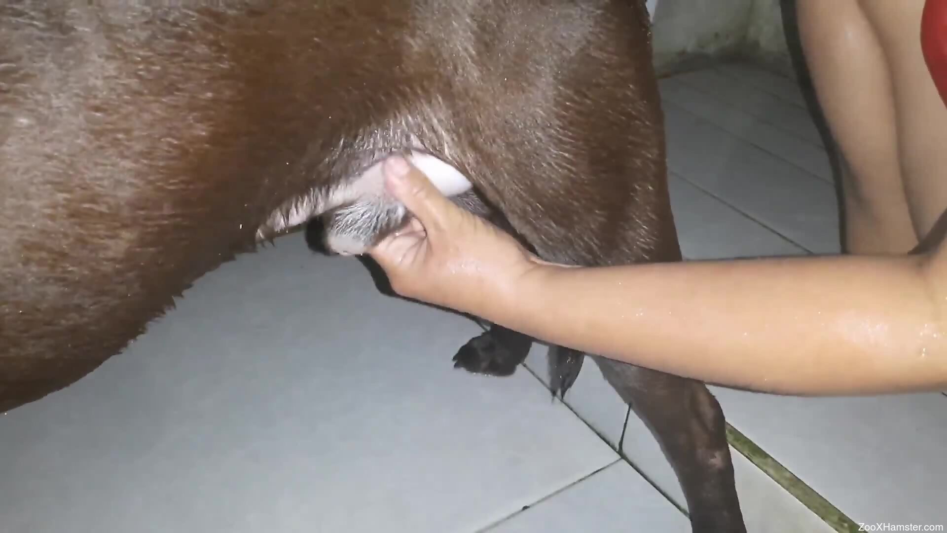 Quick handjob and hairy pussy fuck in a zoophile video