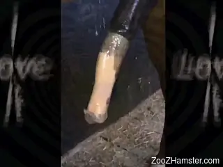Dashing female throats the horse cock before trying sex