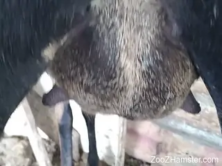 Man fucks his horse in brutal modes and records the whole thing