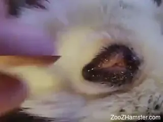 Man feels aroused by the feel of his dog's butt hole