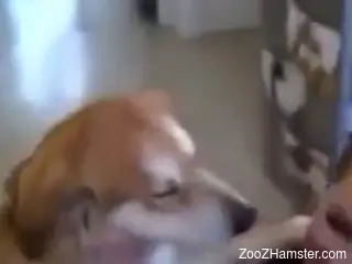 Amateur chick shares the idea of fucking with her dog on cam